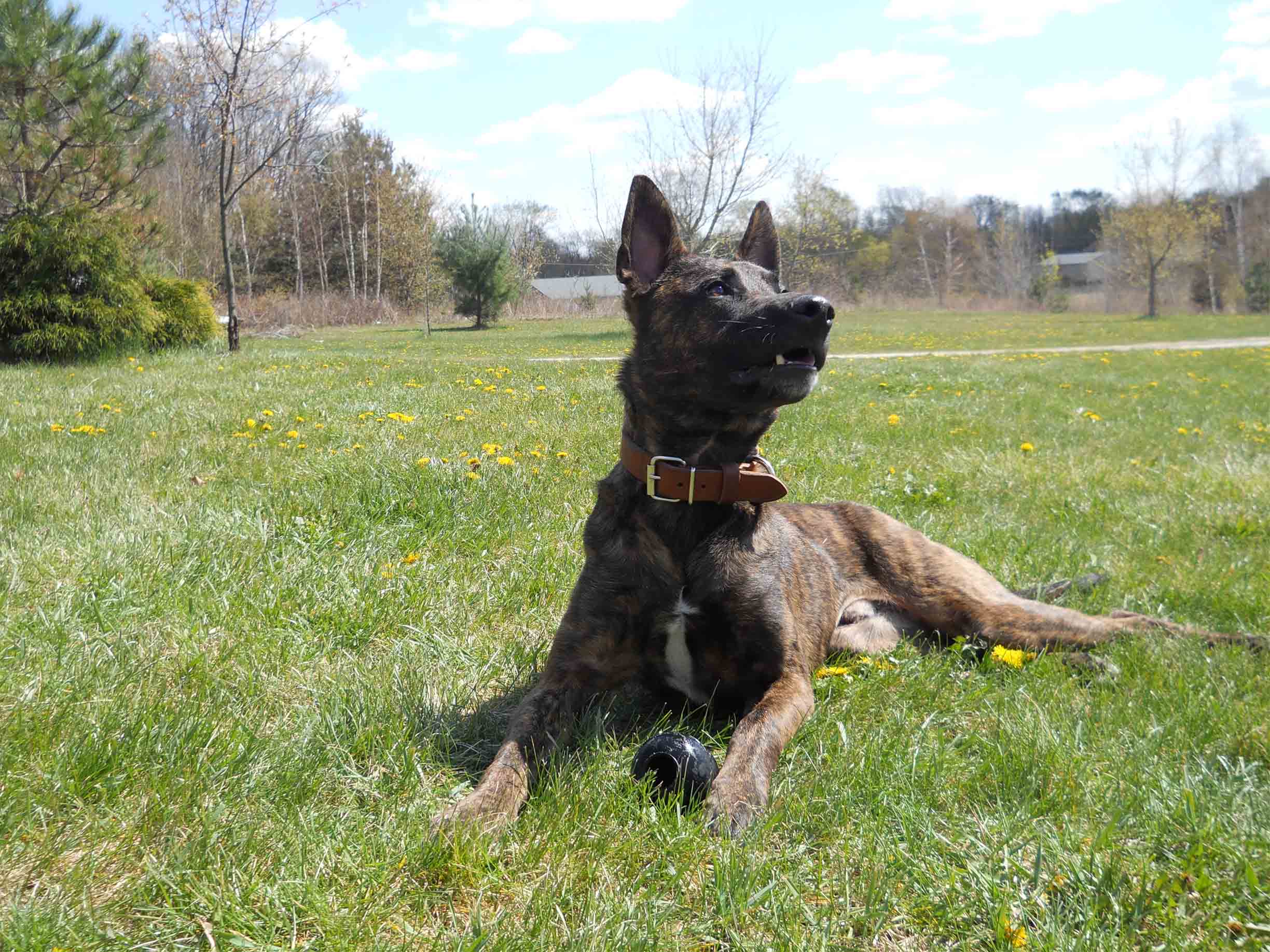 Enjoying his Kong in the nice weather