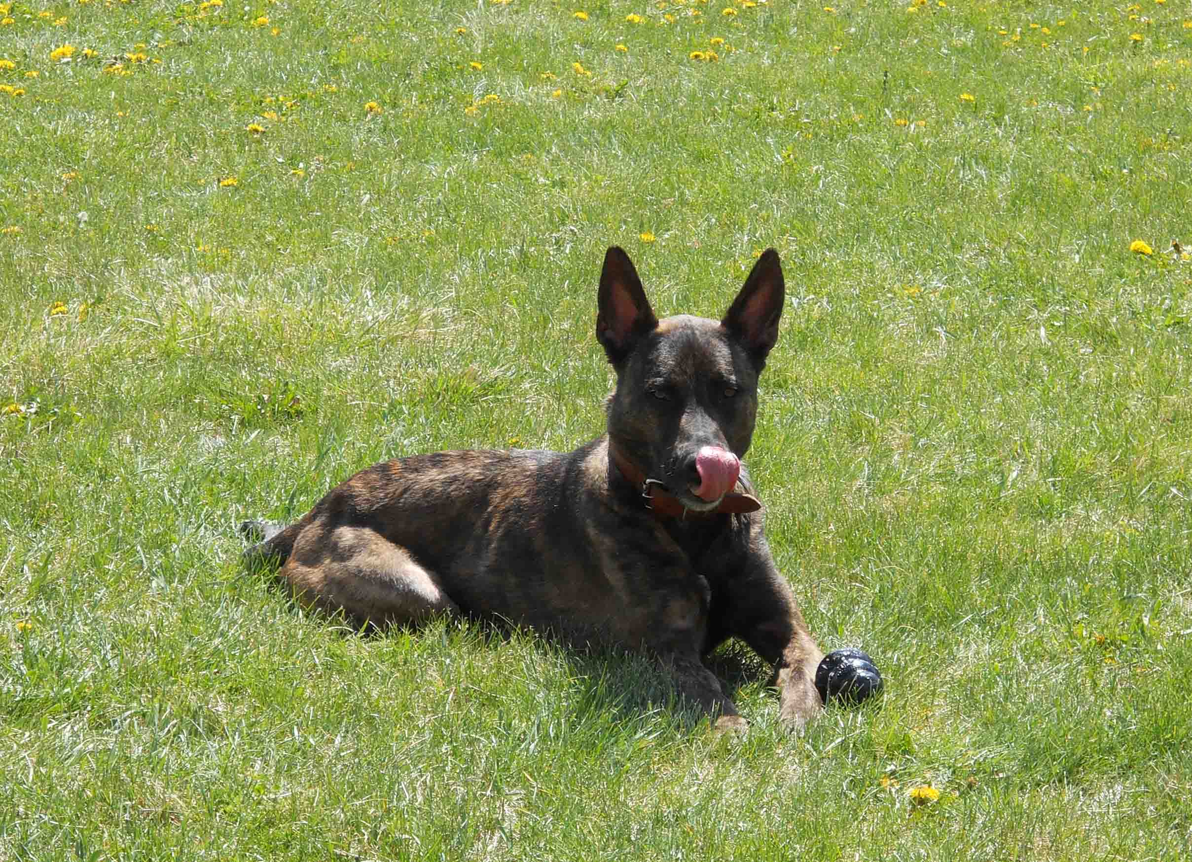 Even with his tongue out he looks serious