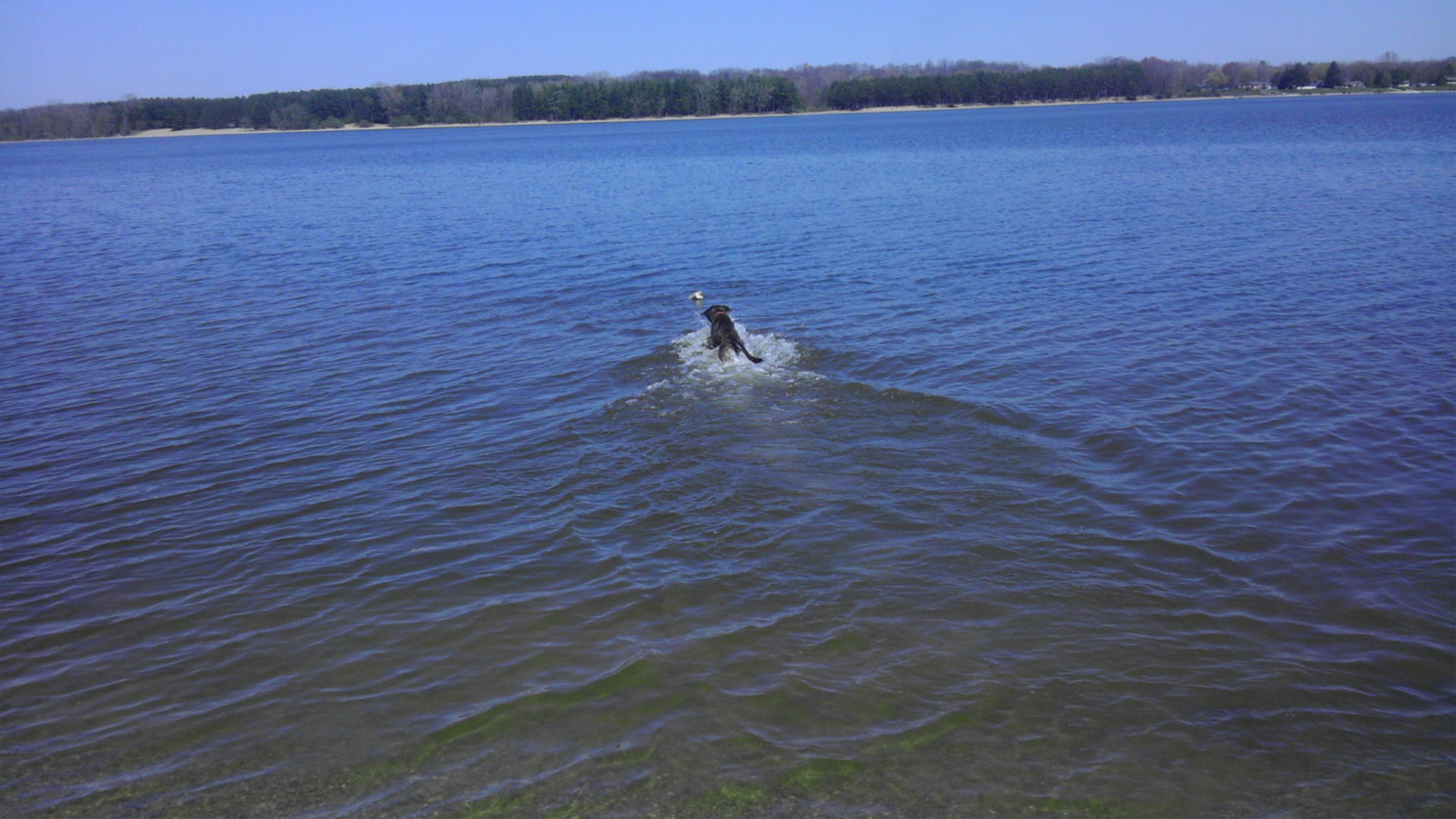 Trying to one up the Setters with water retrieving