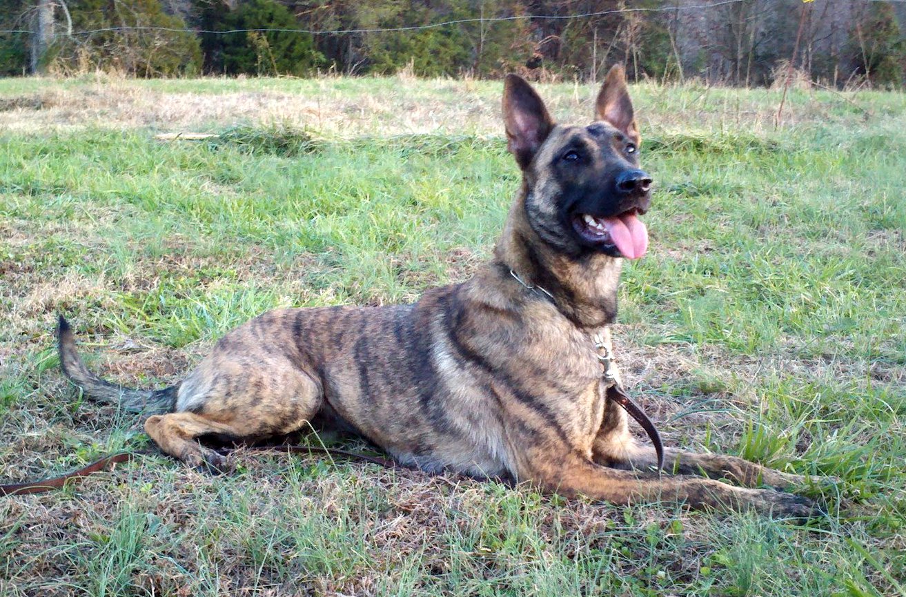 YAAAAY - Dutch Shepherd Forum