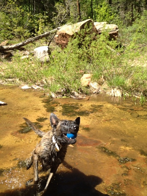 Luna's greatest joy on Earth is chasing that ball.
