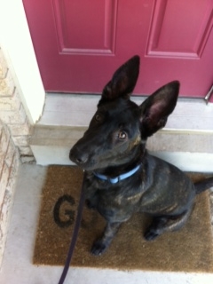 Gunner at 5.5 Months