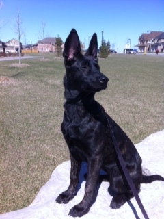 Gunner at 4 months - SO ALERT!
