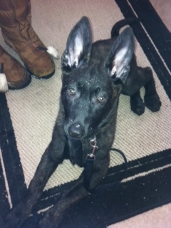 Baby Gunner