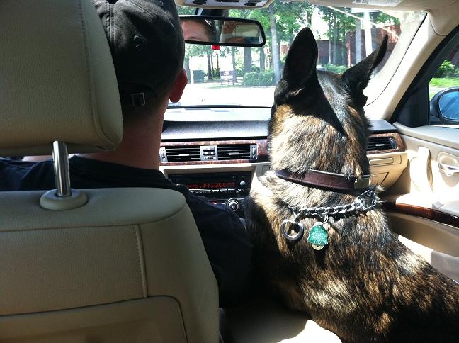 shotgun