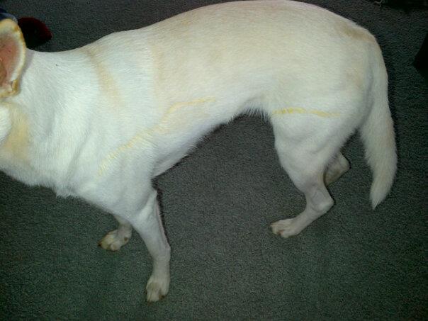 Pee stripe