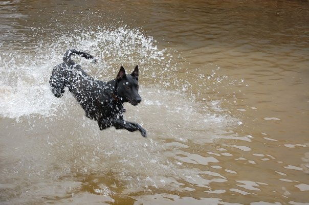 Photo contest submission -Diesel