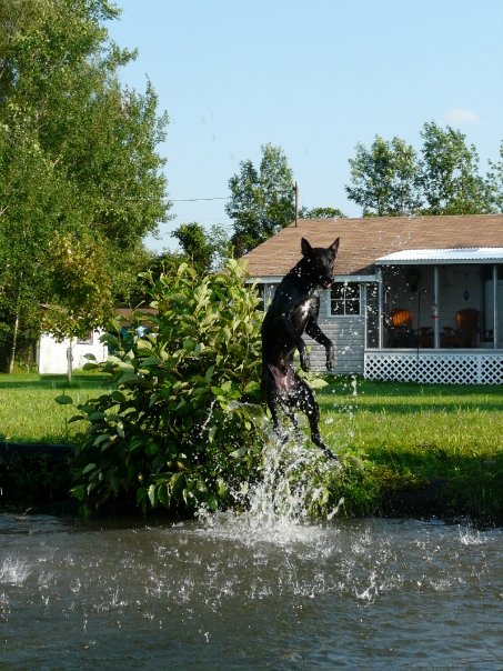 Waterdog2.jpg