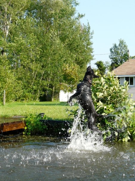 Waterdog3.jpg