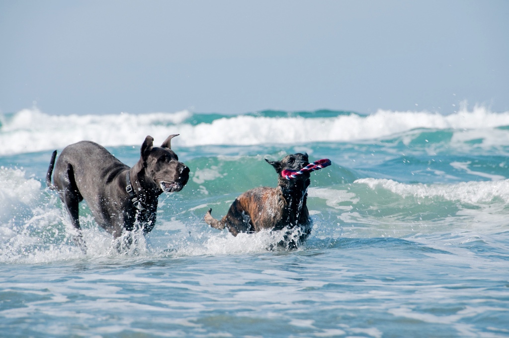 loki and great dane.jpg