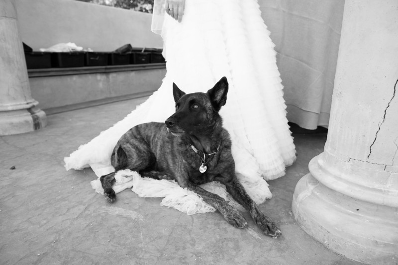 loki on dress 2.jpg