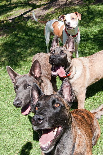 Loki, Charger, Boca and Bailey.jpg