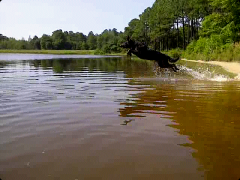 Cooling down in the lake, who is with me?