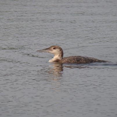 Young Loon.jpg