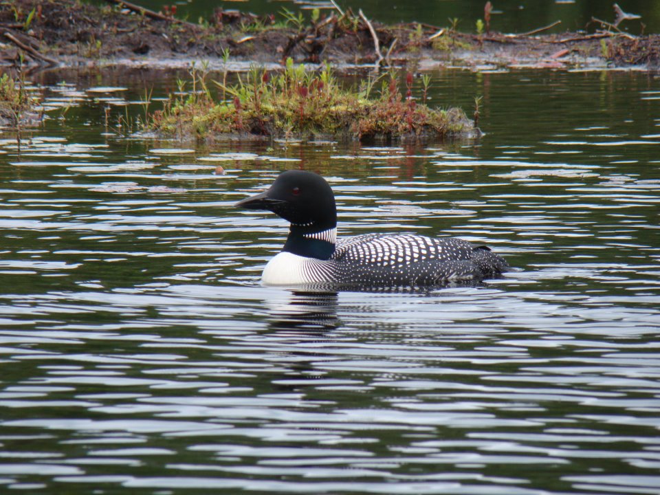 Loon at Stoney Creek.jpg