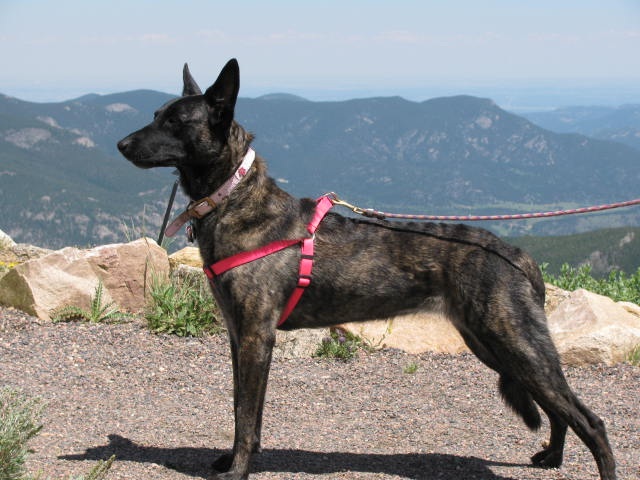 Loki