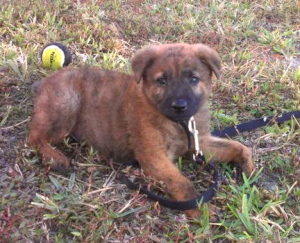 8-10weekpup
