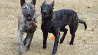 Sakima & Xander exploring possibilities.JPG