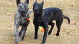 first day or so in yard.  they chase and play-fight 15 hours a day