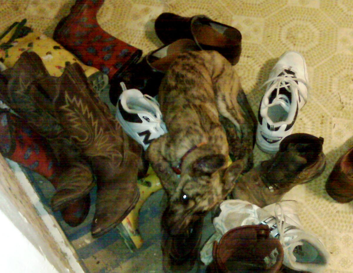 omigawdshoes.jpg