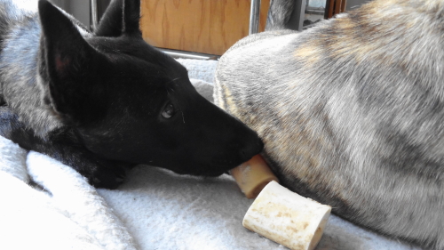 XANDER STEALING SAKIMA'S BONE