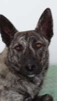new addition 3 weeks ago: SAKIMA a rescue, now 8 mo old
