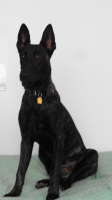 Xander, 8 months, rescued to foster 3 weeks ago and utterly spectacular