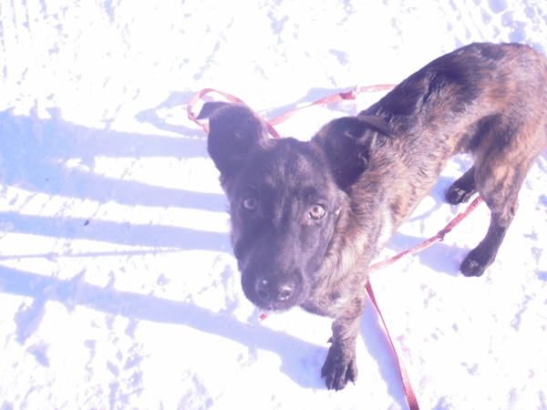 Sadie_new.gif