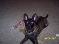 Gwen n her fruit bat ears (200 x 150).jpg