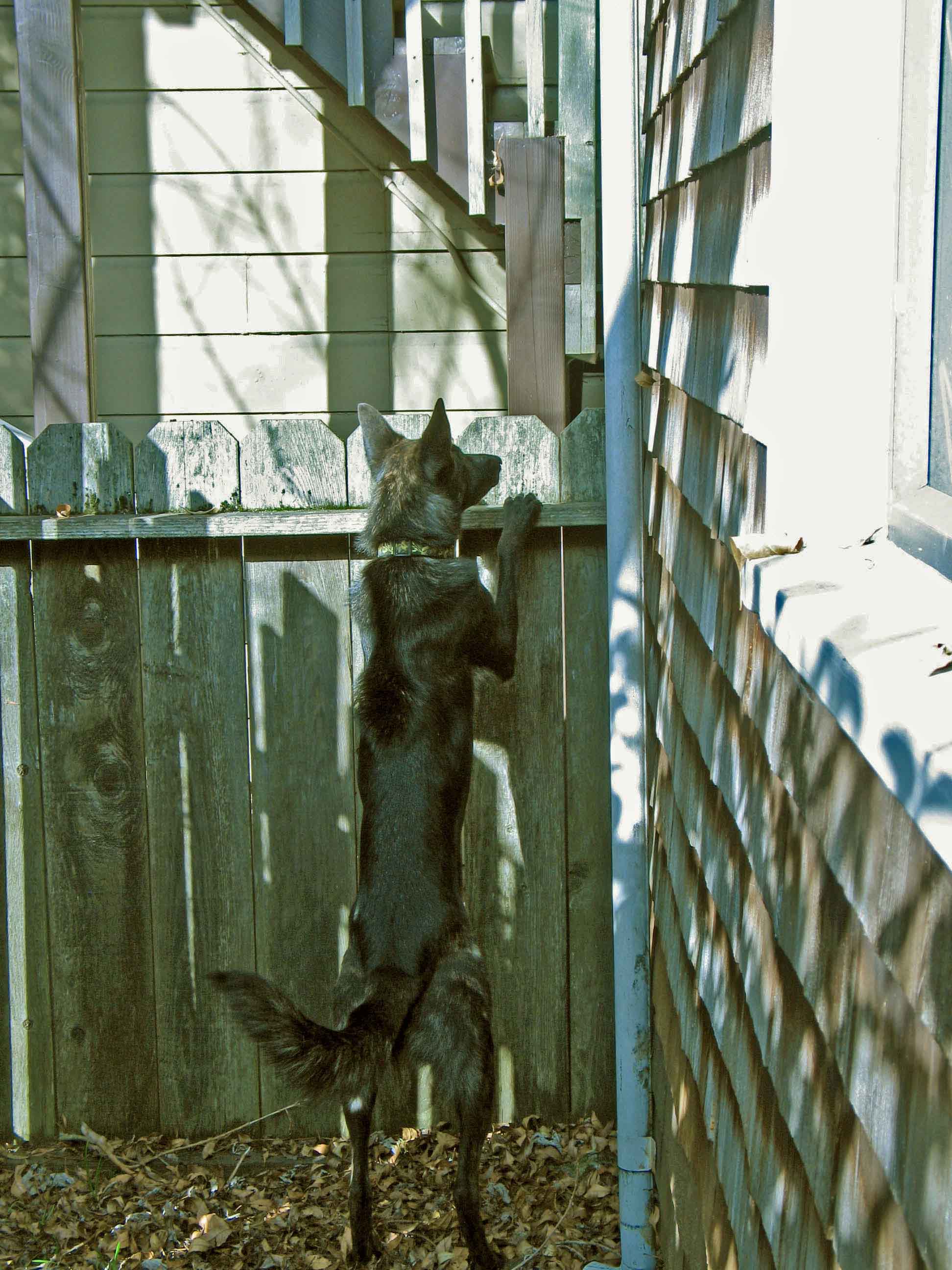 Guard Dog2, small.jpg