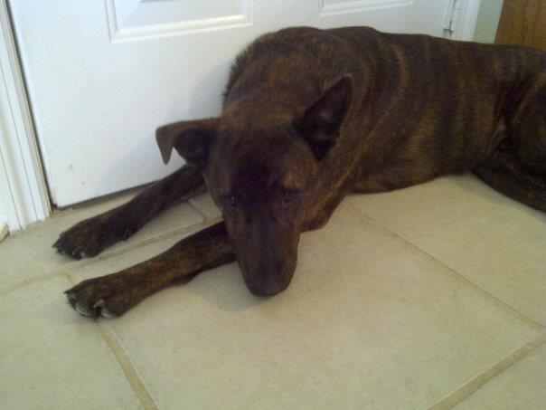 Rex