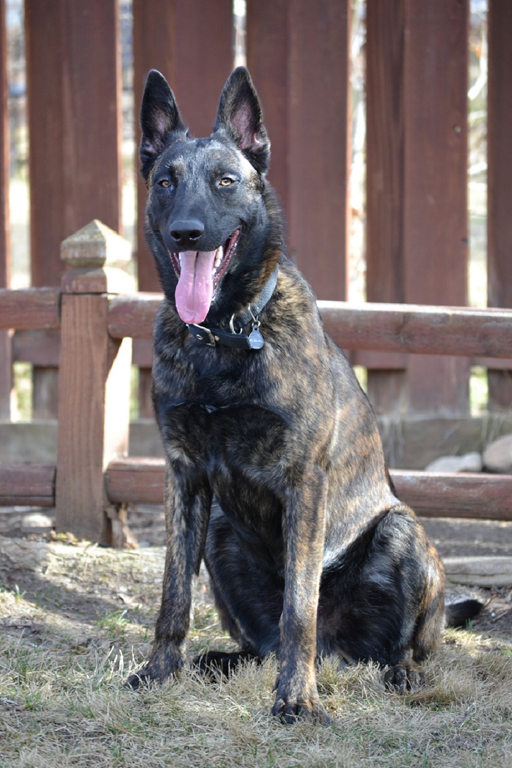 Vader 9 months old - Dutch Shepherd Forum