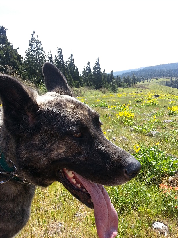 Koda.jpg