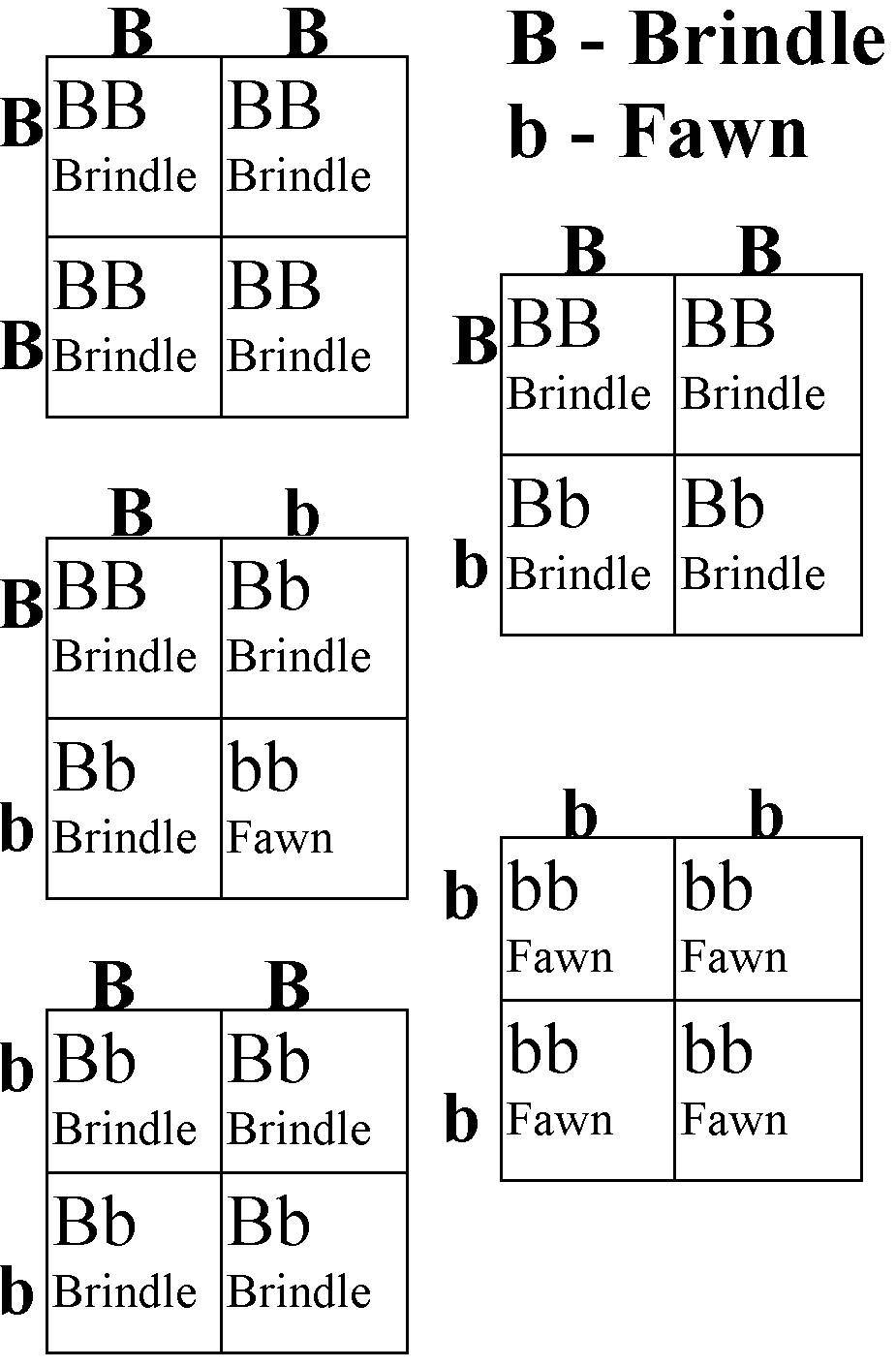 brindle.jpg