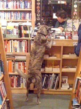 TD caught by a complete stranger at check-out at 'the book shop' of 'sex and the city' fame. it was posted to the internet where one of TDs shopping friends found it randomly and presented it to Tracedog.