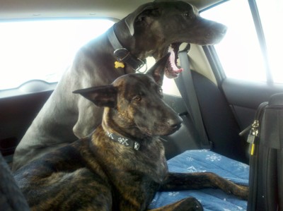 riding in the clown car.jpg