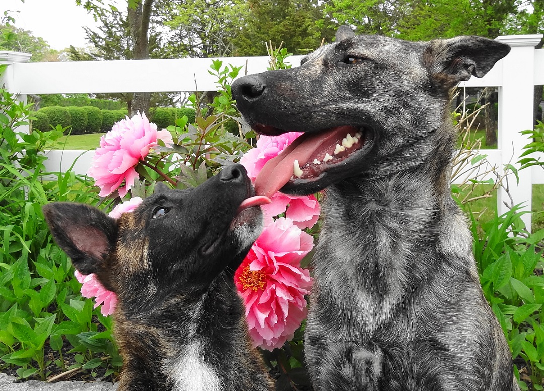 TexXan kisses his new brother Sakima
