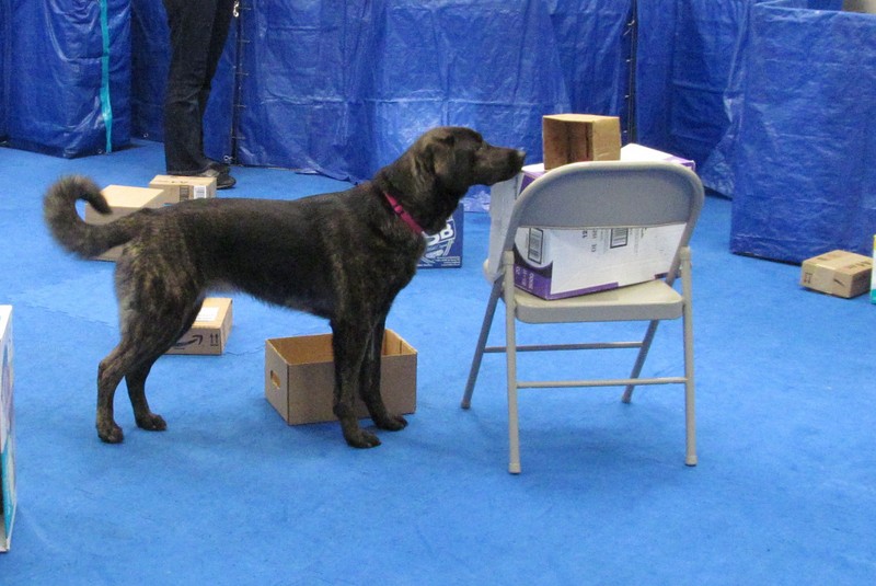 Adoptable-Debbie-Dog attends a Nose Work Workshop offered to foster dogs.