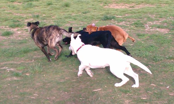 Being chased by friends.