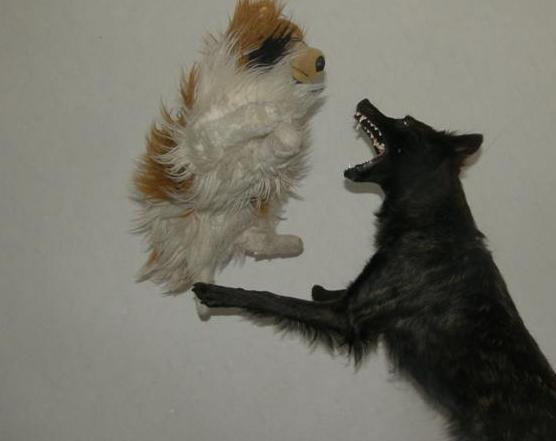 fafourite toy