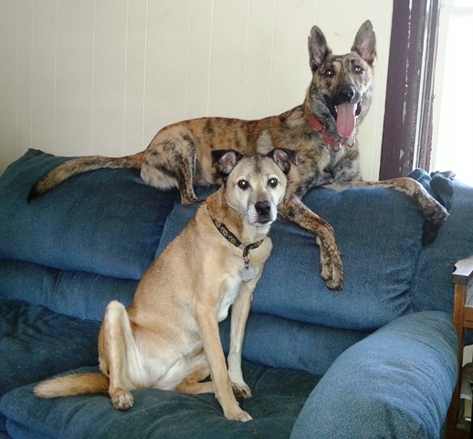 Moko thinks he's part cat, the back of the couch is his favorite perch...