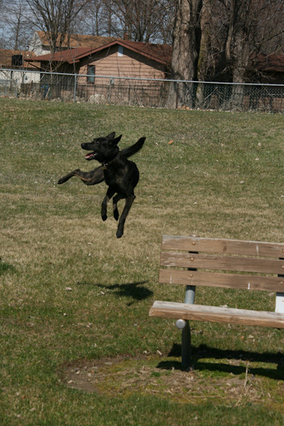 Cino playing at the park.  He could get some "air!"
