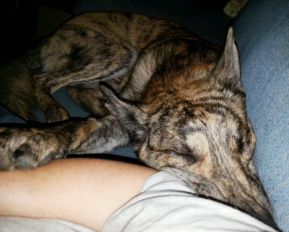Nap attack!  We were all snuggled on the couch watching a movie and someone couldn't stay awake through it all.  Fell asleep against my arm.