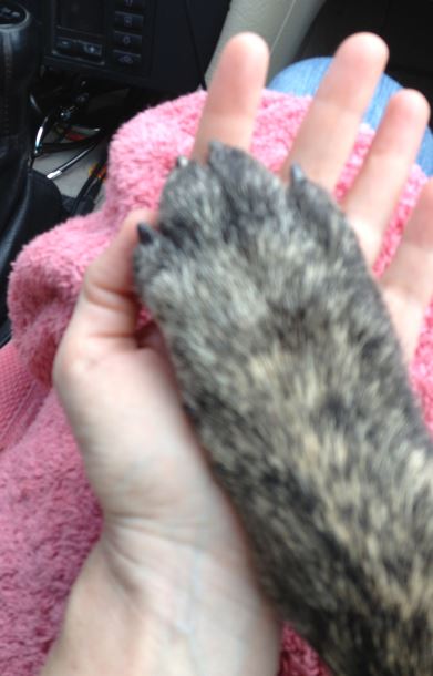 paw.jpg