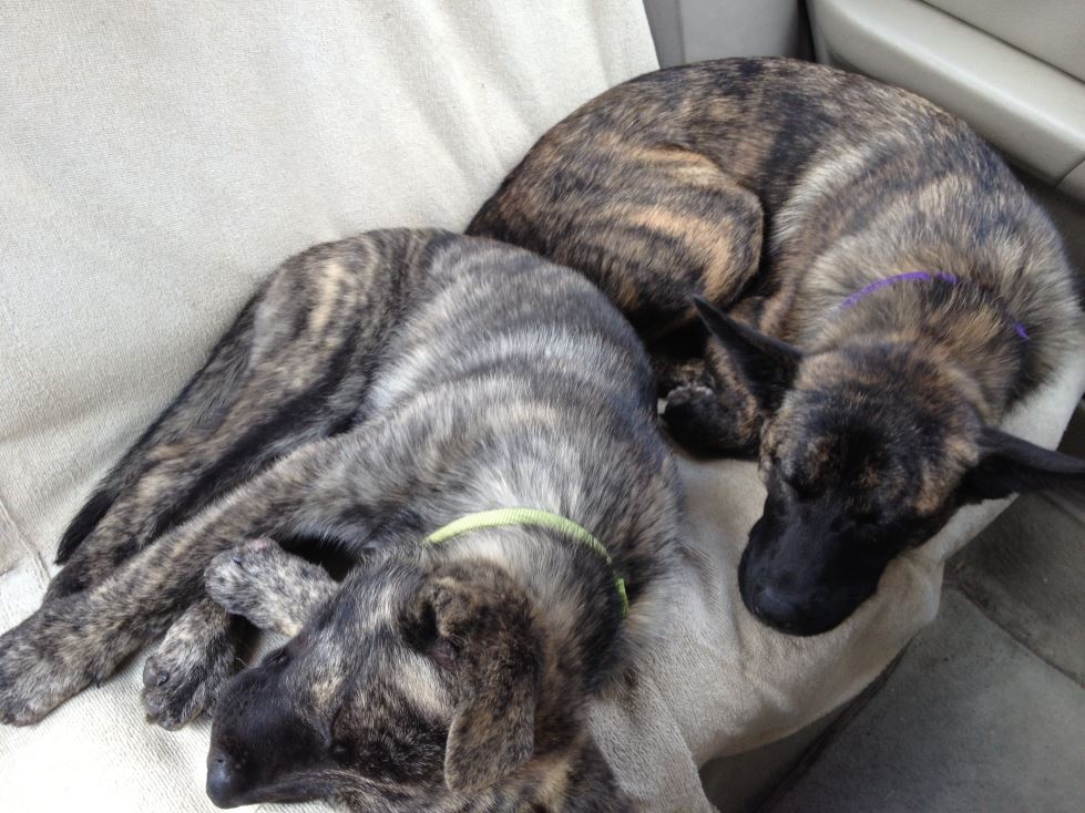 tired pups2.jpg