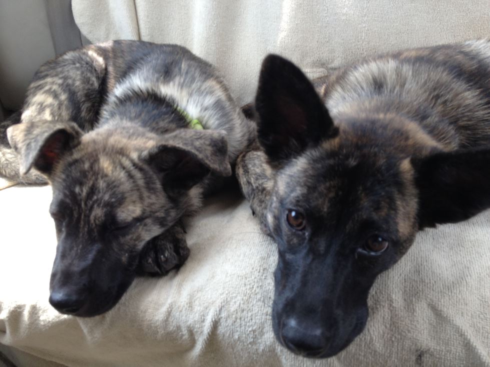 tired pups3.jpg