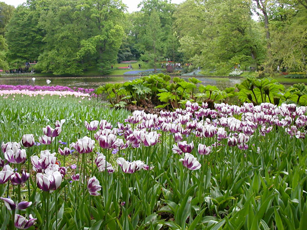 Keukenhof