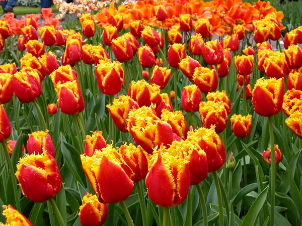 Keukenhof - probably my favorite flower there.
