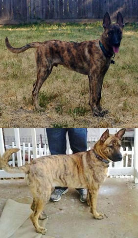 DS-compare.jpg