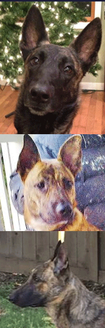 heads-compare.gif